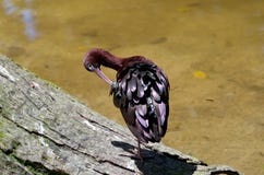 IBIS lustré lissant Photos stock IBIS lustré lissant Photos stock