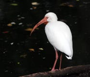 IBIS se tenant sur un arbre tombé image stock IBIS se tenant sur un arbre tombé image stock