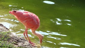 Ibis vermelho Ibis vermelho