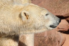 Icebear odprowadzenie w zoo w Germany w Nuremberg fotografia royalty free Icebear odprowadzenie w zoo w Germany w Nuremberg fotografia royalty free