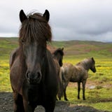 Icelandic Horse Royalty Free Stock Photo
