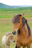 Icelandic Horse Royalty Free Stock Images