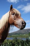 Icelandic Horse Stock Images