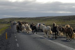 Icelandic Horses Passing The Road Stock Photo