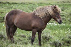 Icelandic horse on a green pasture royalty free stock images Icelandic horse on a green pasture royalty free stock images