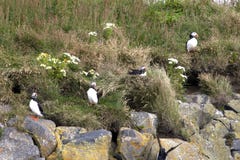 Icelandic puffins on a cliff stock photos Icelandic puffins on a cliff stock photos