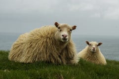 Icelandic Sheeps Lying Royalty Free Stock Photography