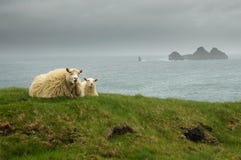 Icelandic Sheeps Lying Royalty Free Stock Photos