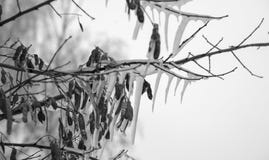 Icicles frozen on a tree, black and white photo stock photo Icicles frozen on a tree, black and white photo stock photo