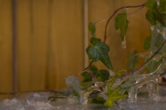 Icicles hanging down, thawing, with ivy the background. stock photography Icicles hanging down, thawing, with ivy the background. stock photography