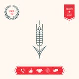 Icona della spighetta della segale o del grano Fotografie Stock Libere da Diritti Icona della spighetta della segale o del grano Fotografie Stock Libere da Diritti