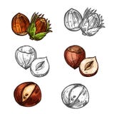 Icone matte di schizzo di vettore della nocciola royalty illustrazione gratis Icone matte di schizzo di vettore della nocciola royalty illustrazione gratis
