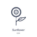 Icono linear del girasol de la colección del esquema de Brazilia Línea fina vector del girasol aislado en el fondo blanco girasol stock de ilustración Icono linear del girasol de la colección del esquema de Brazilia Línea fina vector del girasol aislado en el fondo blanco girasol stock de ilustración