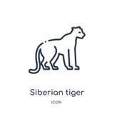Icono linear del tigre siberiano de animales y de la colección del esquema de la fauna Línea fina vector del tigre siberiano aisl libre illustration Icono linear del tigre siberiano de animales y de la colección del esquema de la fauna Línea fina vector del tigre siberiano aisl libre illustration