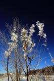 Icy Leaves At Bush Royalty Free Stock Image Icy Leaves At Bush Royalty Free Stock Image