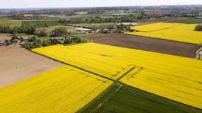 Ideia aérea dos campos da couve-nabiça, França imagens de stock Ideia aérea dos campos da couve-nabiça, França imagens de stock