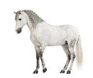 Ideia lateral de um Andalusian do homem com a juba entrançada, os 7 anos velhos, igualmente conhecidos como o cavalo espanhol puro imagens de stock royalty free Ideia lateral de um Andalusian do homem com a juba entrançada, os 7 anos velhos, igualmente conhecidos como o cavalo espanhol puro imagens de stock royalty free