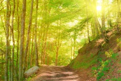 Idyllic mountain forest in sun light stock photos Idyllic mountain forest in sun light stock photos