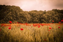 Idyllic poppy field landscape under Summer sunset with forest be Stock Image Idyllic poppy field landscape under Summer sunset with forest be Stock Image