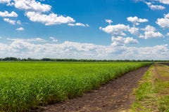 Ield of green wheat under blue sky and white clouds stock photography Ield of green wheat under blue sky and white clouds stock photography