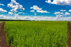 Ield of green wheat under blue sky and white clouds stock image Ield of green wheat under blue sky and white clouds stock image