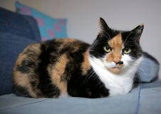 If this cat`s eyes could kill. stock photos If this cat`s eyes could kill. stock photos