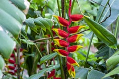 Rare Heliconia Rostrata Plant. Big bucks houseplant royalty free stock photography Rare Heliconia Rostrata Plant. Big bucks houseplant royalty free stock photography