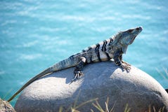 Iguana Royalty Free Stock Image Iguana Royalty Free Stock Image