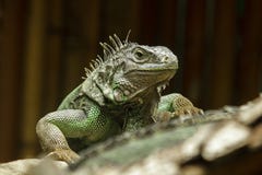 Iguana on the branches.iguana is a resident of Central and South America. stock images Iguana on the branches.iguana is a resident of Central and South America. stock images
