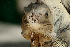Iguana común Foto de archivo Iguana común Foto de archivo
