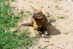 Iguana do rinoceronte que aquece-se na areia fotos de stock royalty free Iguana do rinoceronte que aquece-se na areia fotos de stock royalty free