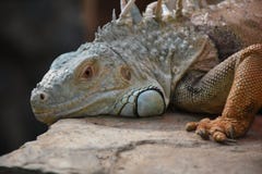 Iguana Royalty Free Stock Photos Iguana Royalty Free Stock Photos