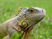 Iguana lizard - reptile