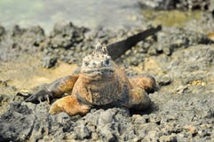 Iguana marinha nas rochas imagens de stock Iguana marinha nas rochas imagens de stock