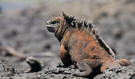 A iguana marinha que senta-se nas rochas Os consoles de Galápagos Oceano Pacífico equador Foto de Stock A iguana marinha que senta-se nas rochas Os consoles de Galápagos Oceano Pacífico equador Foto de Stock