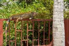 Iguana na ogrodzeniu fotografia royalty free Iguana na ogrodzeniu fotografia royalty free