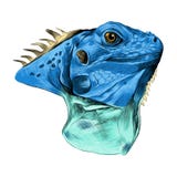 Iguana principal libre illustration Iguana principal libre illustration
