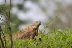 Iguana verde común Foto de archivo Iguana verde común Foto de archivo