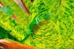 Iguana verde de Costa Rica Iguana verde de Costa Rica