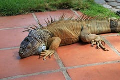 Iguana verde, iguana de la iguana, también conocida como iguana común o iguana americana, El Salvador Foto de archivo Iguana verde, iguana de la iguana, también conocida como iguana común o iguana americana, El Salvador Foto de archivo