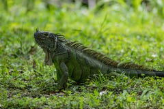 Iguana verde na grama durante o dia fotos de stock Iguana verde na grama durante o dia fotos de stock