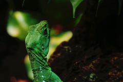 Iguana verde nella giungla fotografie stock Iguana verde nella giungla fotografie stock