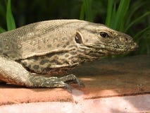 Iguana που επισημαίνεται στην αρχαία περιοχή Σρι Λάνκα στοκ φωτογραφία με δικαίωμα ελεύθερης χρήσης Iguana που επισημαίνεται στην αρχαία περιοχή Σρι Λάνκα στοκ φωτογραφία με δικαίωμα ελεύθερης χρήσης