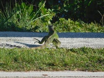 Iguana που περπατά κατά μήκος του δρόμου στοκ εικόνες με δικαίωμα ελεύθερης χρήσης Iguana που περπατά κατά μήκος του δρόμου στοκ εικόνες με δικαίωμα ελεύθερης χρήσης