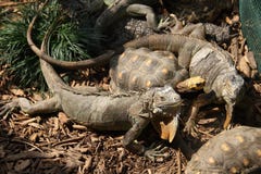 Iguanas And The Turtle Royalty Free Stock Photos