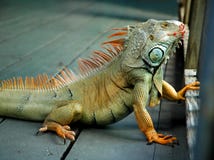 Iguane Iguane