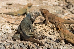 Iguane del rinoceronte sullo scaldarsi delle rocce fotografia stock libera da diritti Iguane del rinoceronte sullo scaldarsi delle rocce fotografia stock libera da diritti