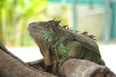 Iguane vert image libre de droits Iguane vert image libre de droits