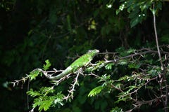 Iguane vert sur la branche images stock Iguane vert sur la branche images stock