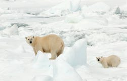 IJsbeer, Eisbär, Ursus maritimus stockfotos IJsbeer, Eisbär, Ursus maritimus stockfotos